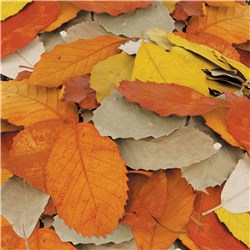 Zart Natural Autumn Leaves Pack Of 90